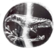 INT-4054 - Intaille : corbeau(x)pierre dureTPQ : -30 - TAQ : 300Intaille figurant un ou plusieurs corbeaus (symbole d'Apollon), de profil.