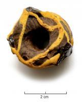 PRL-3509 - Perle annulaire massive : décor de filetsverrePerle annulaire massive (D. perforation < D. section) en verre sombre; décor rapporté de filets jaunes de disposition aléatoire.
Diamètre externe de l'ordre de 20 à 30 mm.