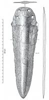 HLB-1006 - Hallebarde à renflement médian largebronzeHallebarde à lame coulée avec un renflement médian large, estompé à l'emmanchement ; languette subtrapézoïdale,  percée pour recevoir quatre rivets.