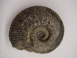 FOS-2001 - AmmonitepierreFossile d'ammonite