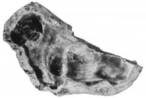 MOU-4005 - Moule : statuette en argile, taureauterre cuiteTaureau debout, les poils de la tête sont indiqués.