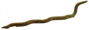 STE-4205 - Statuette zoomorphe : serpentbronzeFigurine en bronze représentant un serpent de grande dimension. Il a dû appartenir à un groupe constitué d'éléments coulés séparément.
