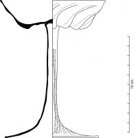 VAB-7001 - Verre à tige creuse et côtes saillantes, Barrera 1.3verreVerre à coupe moulée pourvue de côtes plus ou moins saillantes, verticales et/ou tournant à gauche ou à droite, dans certains cas. La seconde paraison concerne la tige, ici creuse et plus ou moins haute.