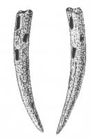 MRS-0001 - Applique latérale de morsbois de cerfApplique latérale de mors taillée dans une pointe d'andouiller, légèrement arquée et effilée, avec deux ouvertures transversales, circulaires ou rectangulaires, pour la fixation sur le bridon.