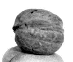 STE-4547 - Statuette : noixterre cuiteTPQ : -30 - TAQ : 200Objet moulé en forme de noix, très réaliste (pâte ocre-beige).