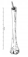 IND-1012 - Poinçon ?bronze, osOutil formé d'une tige appointée en bronze, emmanchée dans un os.