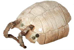 LYR-3001 - Lyre (carapace de tortue)osLyre dont la caisse est formée d'une carapace de tortue, augmentée d'un tire-cordes en fer et de pièces rivetées.
