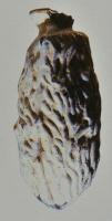 BLS-4087 - Balsamaire en forme de datteverreBalsamaire à corps allongé et fripé, en forme de datte séchée, surmontée d'un col court; verre brun.