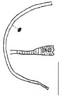 BRC-4115 - Bracelet ouvert à têtes de serpents
bronze
TPQ : 300 - TAQ : 500
Bracelet ouvert, à jonc filiforme, dont les extrémités sont simplement écrasées et ornées (incisions, cercles oculés) pour suggérer des têtes de serpents.