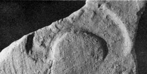 COV-4060 - Tuile estampillée TARVSIVS
terre cuite
Tuile estampillée TARVSIVS, en arc de cercle.