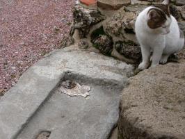 CRA-4004 - Crapaudine
fer
Crapaudine de porte, destinée à être scellée dans un seuil en pierre : robuste disque plat.