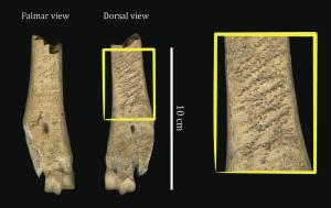 EDF-4001 - Enclume à denteler les faucilles
os
Métapode de bœuf façonné par de grands enlèvements de manière à obtenir une ou plusieurs surfaces planes, voire une section rectangulaire, sur laquelle on observe les traces d'un outil denté utilisé pour encocher le fil d'une faucille. On rencontre aussi des mandibules utilisées sans préparation pour leur surface externe plate.