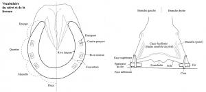 FCH-9001 - Fer à cheval
fer
Vocabulaire descriptif et classification des fers à chevaux.