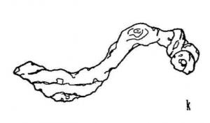 FIB-3960 - Fibule de type Certosa, type X, var. k
fer
TPQ : -450 - TAQ : -400
Fibule à ressort unilatéral à 3 spires, arc foliacé coulé, interrompu à la tête par une nodosité coulée; étranglé à la base de l'arc, le pied s'élargit à nouveau et prend une section en T avant de se terminer par un bouton coulé et aplati, légèrement redressé.