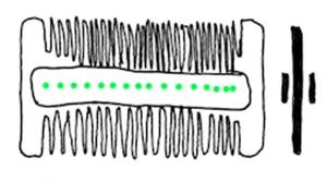PGN-6012 - Peigne à deux rangées de dents et rivets de bronze (Ashby 13)
os
Peigne à deux rangées de dents de taille différente, constituées de plaques juxtaposées et maintenues ensemble par deux plaques droites, plates ou légèrement plano-convexes, avec rivets de bronze; Les terminaisons peuvent être droites, à décor géométrique ou zoomorphe.