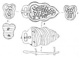PLB-5590 - Plaque-boucle rigide