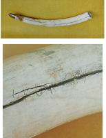 RMA-2001 - Défense d'éléphant
ivoire
Défense d'éléphant, brute, commercialisée pour l'artisanat (parures, meubles, statuaire...).