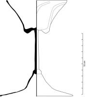 VAB-7004 - Verre à tige pleine et coupe tulipiforme
verre
Verre à boire avec une tige pleine, fine, et une coupe tulipiforme parfois décorée de côtes moulées.