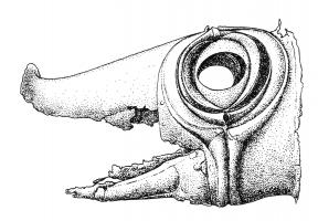CNX-3001 - Carnyx : pavillonbronzePavillon de carnyx en tôle, figurant la tête d'un animal fantastique ou monstre : groin allongé, œil rond entouré de motifs en relief.