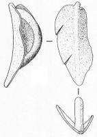 APJ-4002 - Applique de jougbronzeApplique en forme de feuille allongée, repliée dans l'axe de la nervure centrale, et terminée par un bouton redressé ; au revers, robuste bélière coulée en même temps que l'objet.