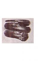 BAG-4057 - Bague serpentiformeargentBague ouverte, représentant le corps entier d'un serpent enroulé sur deux tours, le bas du corps effilé en pointe ; écailles parfois indiquées sur le jonc plat.
