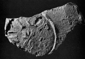 COV-4065 - Tuile estampillée Q FLAVI GRAIterre cuiteTuile avec estampille circulaire Q.FLAVI GRAI.