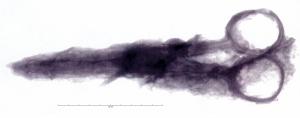 CSA-7001 - CiseauxferPaire de ciseaux articulés avec deux lames à tranchants asymétriques glissant l'une sur l'autre pour trancher un matériau peu épais; poignées terminées par deux anneaux ovales pour le passage des doigts.