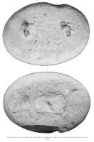 PDS-4436 - Poids en section de cône sur ellipse  (fortes valeurs)pierrePoids façonné en pierre, plus ou moins régulier mais généralement en forme de tronc sur base ellipsoïdale, à parois obliques ou convexes ; ancrages d'anneaux en fer pour la préhension, et parfois des logements pour des coulées de plomb afin d'ajuster la masse ; valeur gravée en chiffres romains, indiquant la masse en livres.