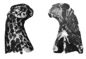 STE-4122 - Statuette zoomorphe : colombeterre cuiteTPQ : 1 - TAQ : 300Type indétérminé, la queue n'est pas visible.