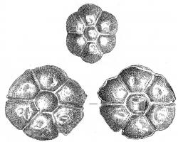ACE-2001 - Applique en forme de rosetteargentApplique en tôle, en forme de rosette à 6 pétales ; au centre du revers, bélière de fixation rubannée.
