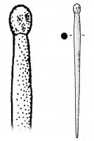 EPG-4108 - ÉpingleosTPQ : 150 - TAQ : 500Epingle à tête en bulbe étiré ;  le corps, de section cylindrique, est renflé au tiers supérieur, rétréci vers le sommet pour détacher une tête allongée ; la section peut être arrondie ou s'inscrire dans un rectangle.