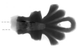 CLE-4130 - Clé à translationfer, bronzeClé en fer, manche en forme de palmette ajourée au centre, prolongée par une tige équipée d'un panneton disposé sur deux plans perpendiculaires, percé de dents et d'ajours.
Masse 11.7 grammes, Longeur 32 mm.