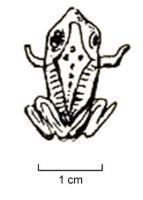 FIB-41874 - Fibule zoomorphe : grenouillebronzeTPQ : 60 - TAQ : 120Fibule en forme de grenouille moulée en volume dont les yeux sont marqués par une pastille de verre noir. Le dos est orné d'incisions et de pointillés.